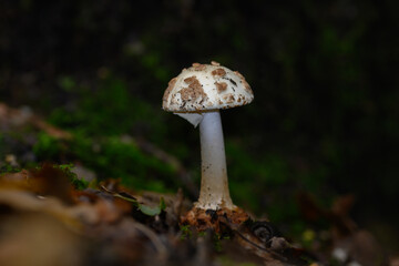 Parasol mushroom with dark brown dots in the forest in Zoersel, Belgium