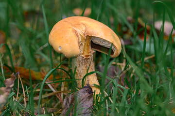 Yellow pine foot fungus (phaeolus schweinitzii) growing in a grassy field in Zoersel, Belgium