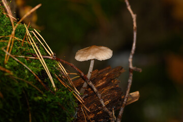 Closeup of oak leaf fungus growing on a dead tree in Zoersel, Belgium