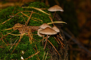 Closeup of oak leaf fungus growing on a dead tree in Zoersel, Belgium