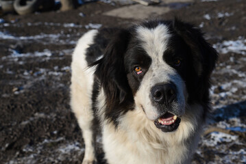 Stray dog in a shelter in Serbia, Zrenjanin
