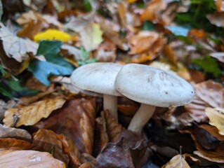 Closeup of mushrooms growing in the forest