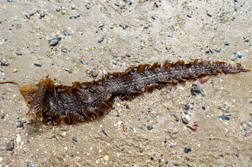 Sugar kelp or Saccharina latissima washed up on the beach at Seapark County Down Northern Ireland also known as Devils Apron