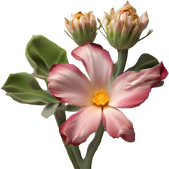 A close-up of a desert wildflower.