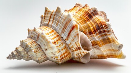 Obraz premium Close up of a shell on a white background. Great for marine themes