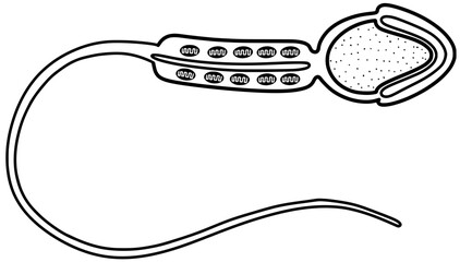 Sperm structure vector by hand drawn	