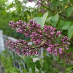 Obraz premium lilac flower. close up photo