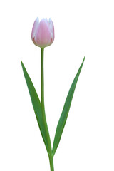 Pink tulip isolated on transparent background png file