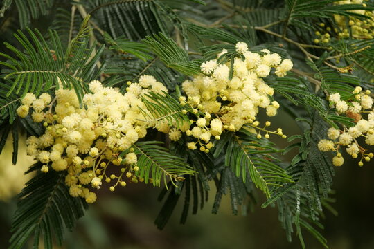 Closeup shot of blooming branches of a black wattle tree
