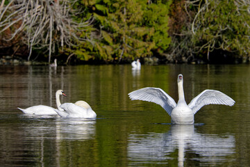 Adult mute swans with one displaying its feathers, Fulford Harbour, Salt Spring Island, BC Canada