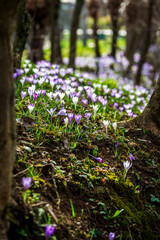 Fototapeta premium The arrival of spring. Crocus flowers in the forest. explosion of colors.