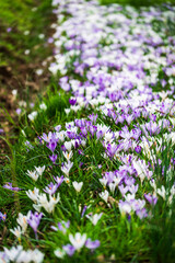 The arrival of spring. Crocus flowers in the forest. explosion of colors.