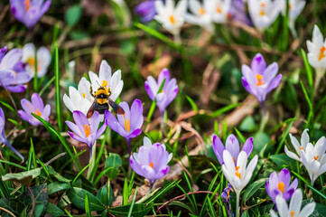 The arrival of spring. Crocus flowers in the forest. explosion of colors.