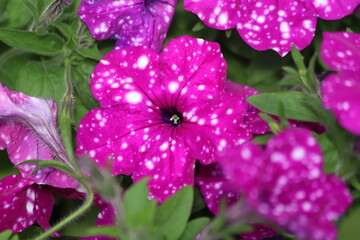 Night sky petunia multi flower. Vibrant purple white and pink surfinia flowers or petunia.