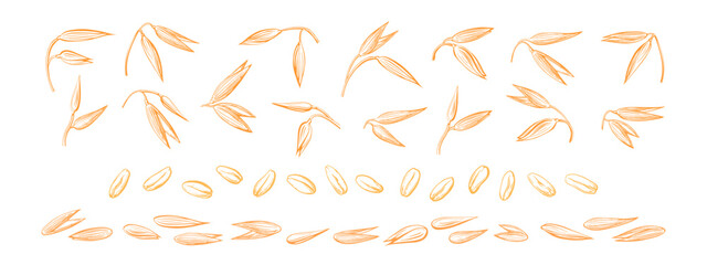 Oat spike, seed set. Vector hand drawn art sketch
