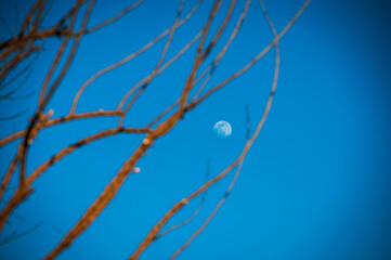 The arrival of spring. Crocus flowers in the forest. explosion of colors.