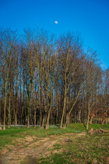 The arrival of spring. Crocus flowers in the forest. explosion of colors.