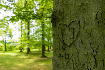 Obraz premium Green big leafy oak trees in the park