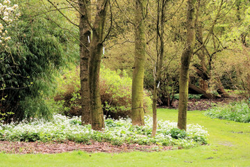 lovely spring time view in the Arboretum, Kalmthout, Belgium