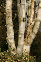 Silver birch in the park