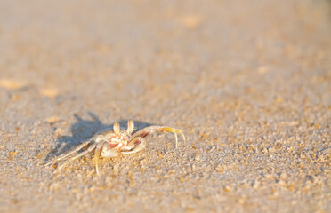 A crab on the beach is running on the white sand. Exotic animals in the resorts of tropical islands. The concept of a beach holiday in the tropics.