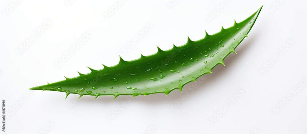 Poster top view of a fresh aloe vera plant with green leaves isolated on a white background a copy space im