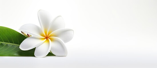 A stunning copy space image of a White plumeria rubra flower standing out against a White background