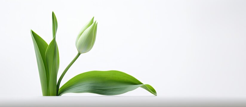 A single green leaf of a tulip stands alone against a clean white background creating the perfect copy space image