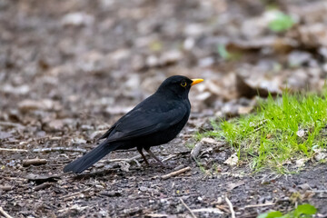 Blackbird looking for food