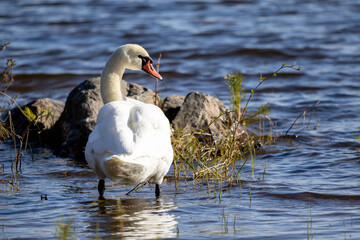 Mute swan washes its feathers