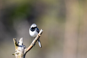 Wagtails look for dangers