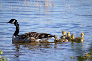 Young cute Canada goose