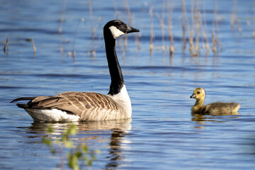 Canada geese with chicks