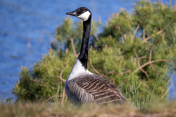 Canada goose looks for dangers
