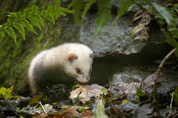 Naklejka premium a ferret standing by rocks surrounded by foliage and moss