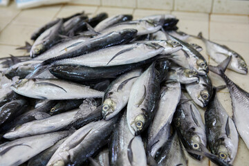 Fresh Mackerel for sale in market