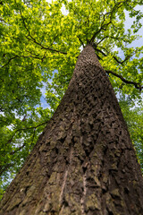 Fototapeta premium Green big leafy oak trees in the park