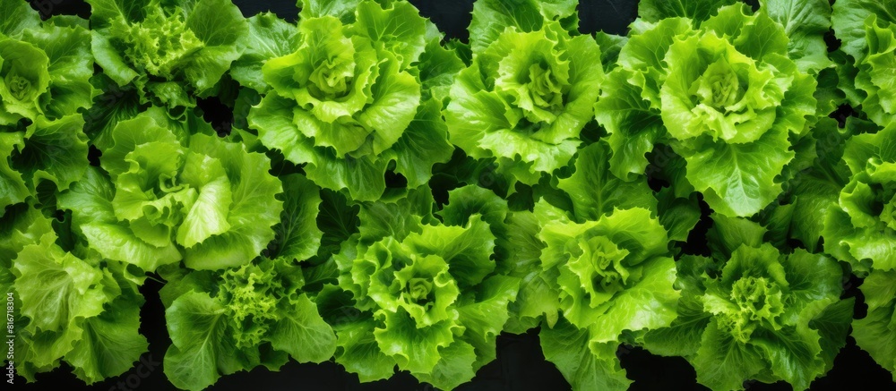 Aufkleber A vibrant assortment of green lettuce leaves perfect for adding freshness to any dish with ample copy space in the background for customization
