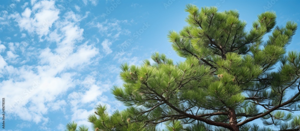Poster the copy space image shows a view of the sky and a pine tree taken from a lower perspective