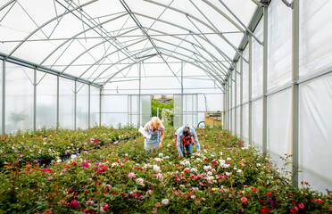 Two women working in the flower greenhouse selecting roses for pollination to create a new variety.