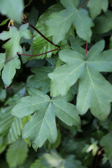 Natural textured green leaves background