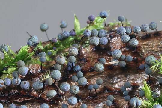 Lamproderma nigrescens, a slime mold from Finland, no common English name
