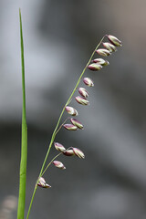 Melica nutans, commonly known as mountain melick, wild plant from Finland