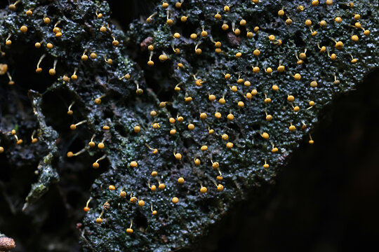 Physarum viride var.  auranticum, a slime mold from Finland, no common English name