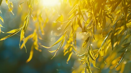 Close-up shot of willow tree leaves in spring
