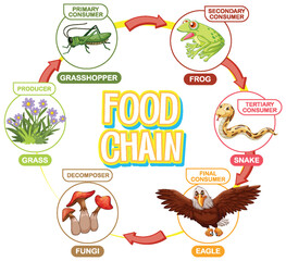 Illustration of a food chain cycle