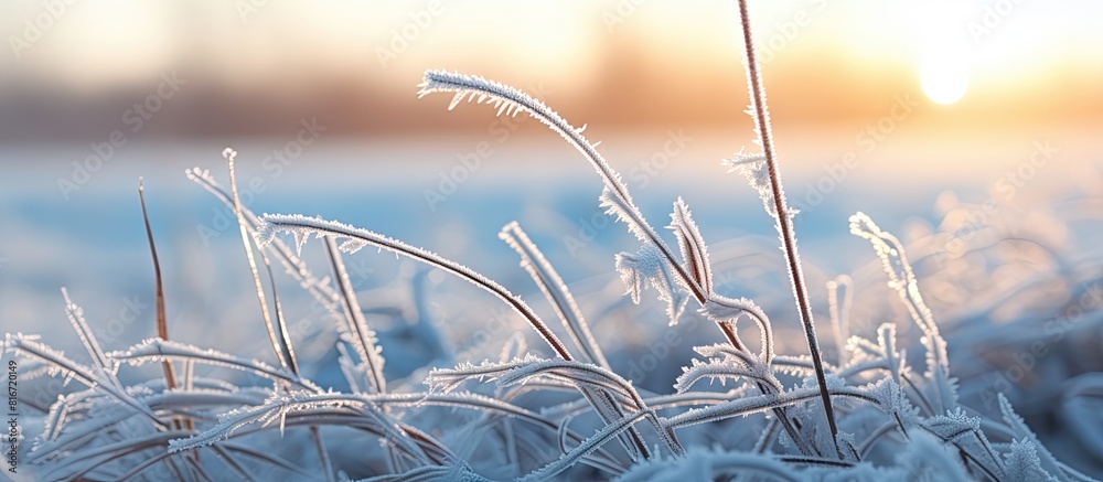 Poster A wintry morning close up with icy plants in the fields creating a frozen landscape This macro shot sets a chilly backdrop with copy space for a cold weather concept image