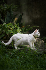 cat on the grass