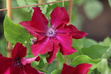 Flowers of perennial clematis vines in the garden. Close up.