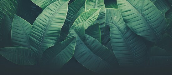 Vintage tone copy space image of a tropical green leaf texture background